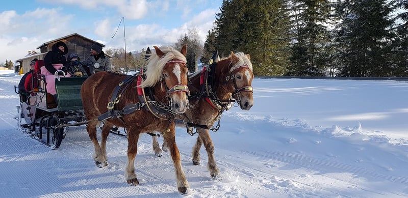 Carriage Rides